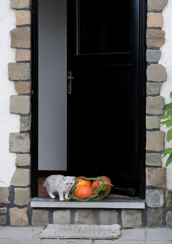 GFD Homes designs for front doors: cat infront of front door with door open